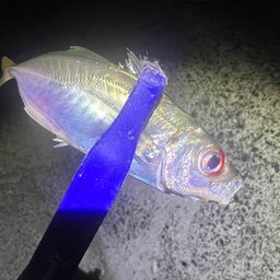 アジ
