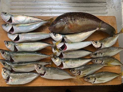 サバの釣果