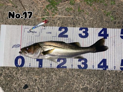 シーバスの釣果