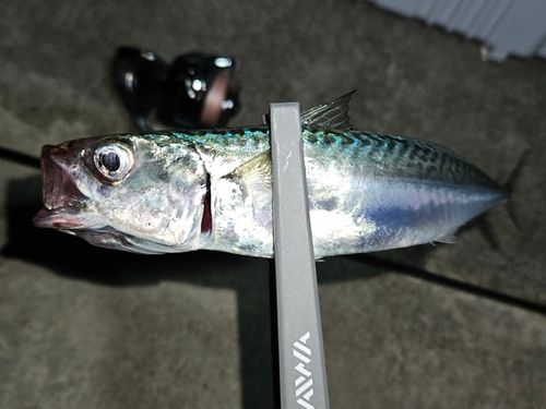 サバの釣果