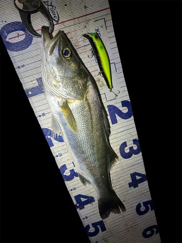 シーバスの釣果