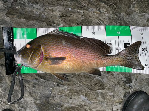 コロダイの釣果