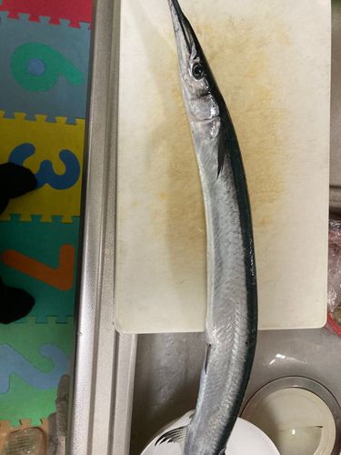 サヨリの釣果