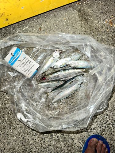 サバの釣果