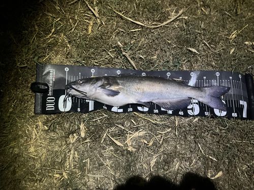 アメリカナマズの釣果