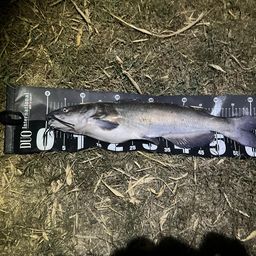 アメリカナマズ