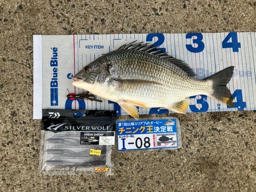 キビレの釣果