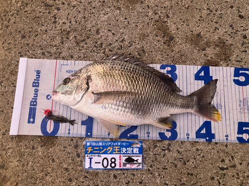 キビレの釣果