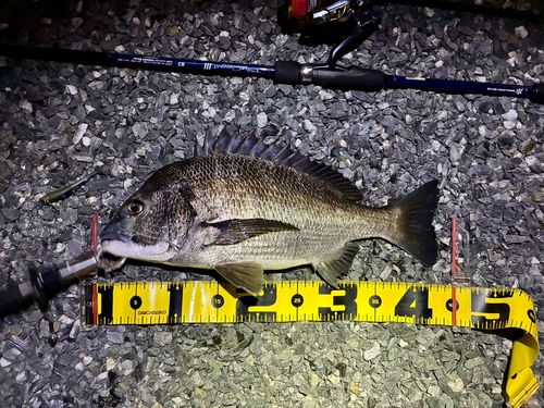 チヌの釣果