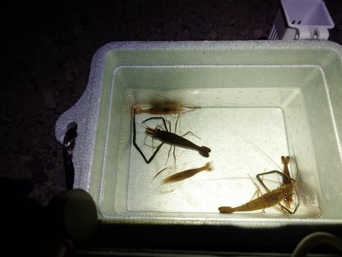 テナガエビの釣果