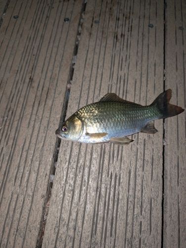 フナの釣果