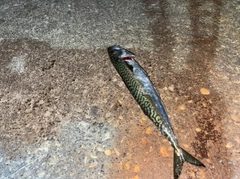 サバの釣果