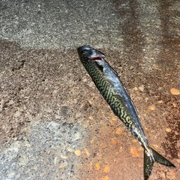 サバ