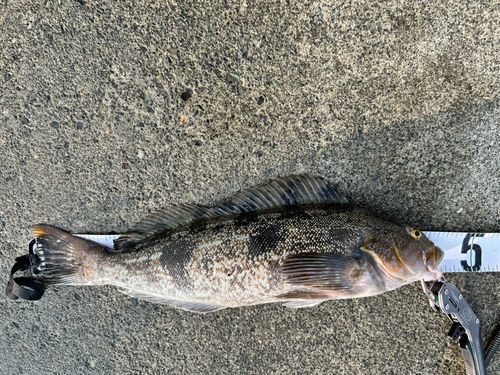 アイナメの釣果