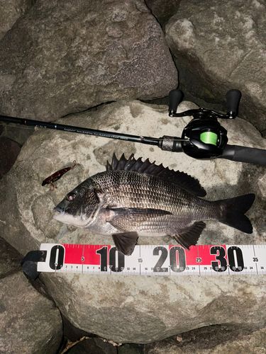 クロダイの釣果