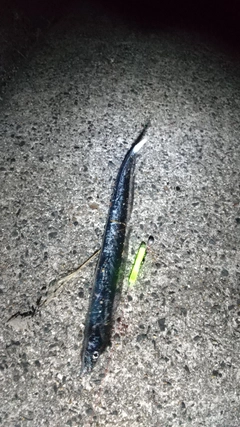 タチウオの釣果