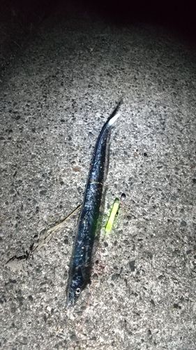 タチウオ