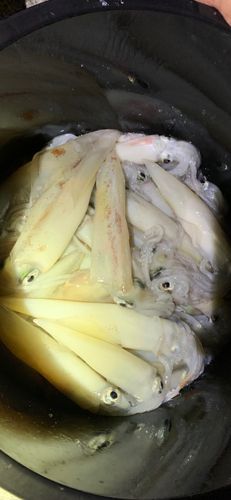 ケンサキイカの釣果