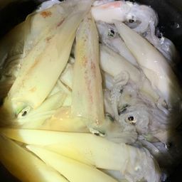 ケンサキイカ