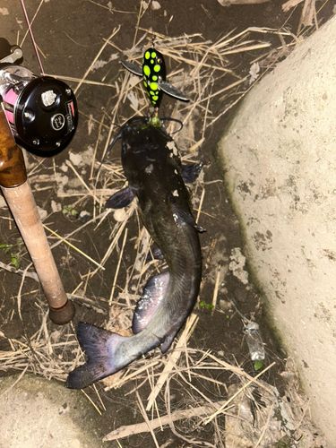 アメリカナマズの釣果