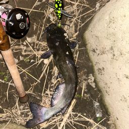 アメリカナマズ