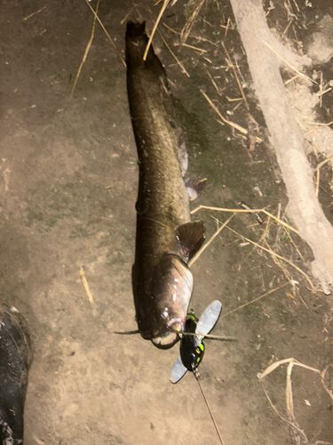 ナマズの釣果