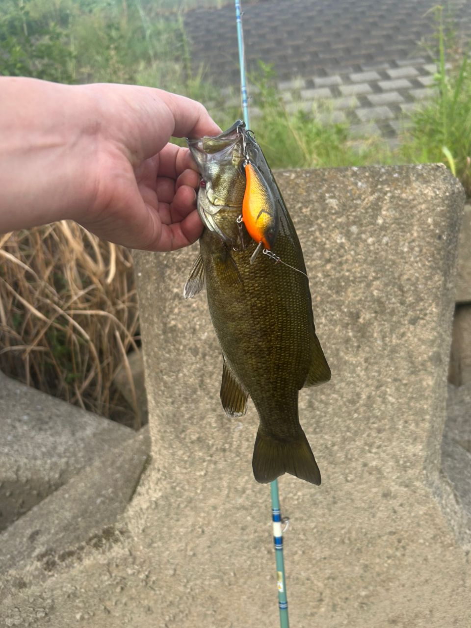 スモールマウスバス