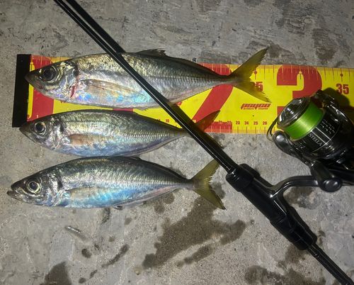 マアジの釣果