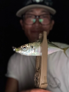 マアジの釣果