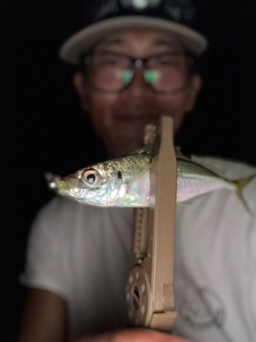 マアジの釣果