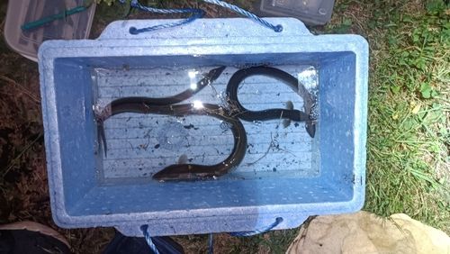 ウナギの釣果