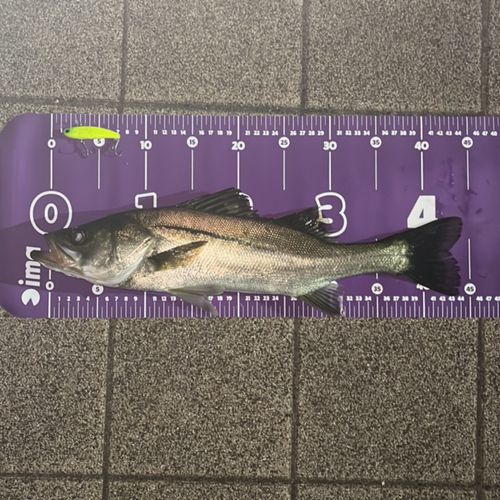 シーバスの釣果