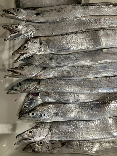 タチウオの釣果