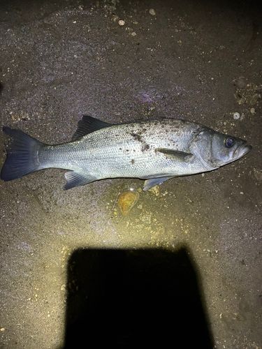 ヒラスズキの釣果