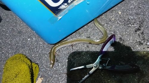 ウナギの釣果