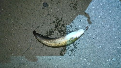 ニホンナマズの釣果