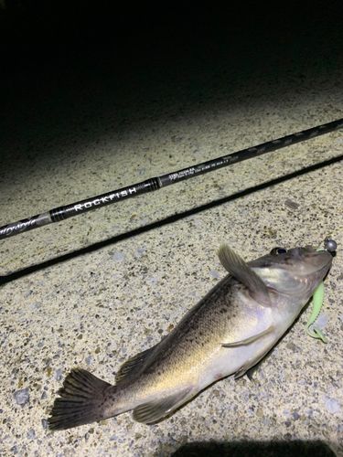 ソイの釣果