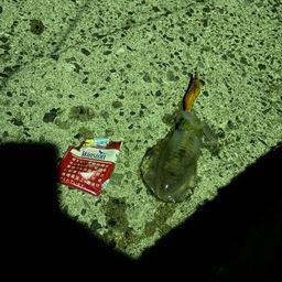 アオリイカ
