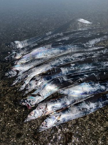 タチウオの釣果
