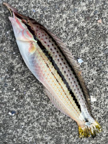 キュウセンの釣果