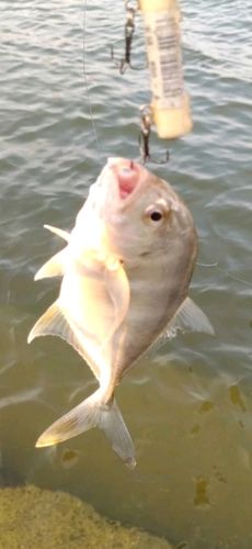 メッキの釣果
