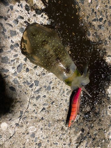 アオリイカの釣果