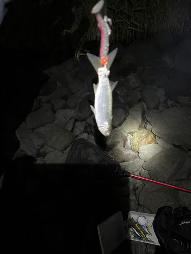 ボラの釣果
