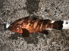 キジハタの釣果