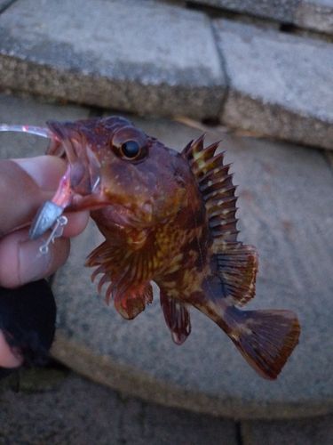 カサゴの釣果