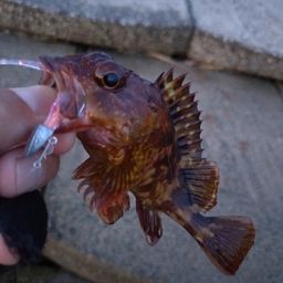 カサゴ