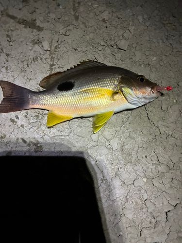 クロホシフエダイの釣果