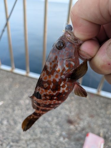 ハタの釣果