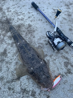 マゴチの釣果