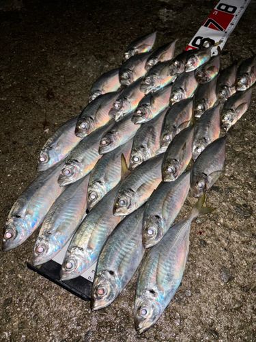 アジの釣果